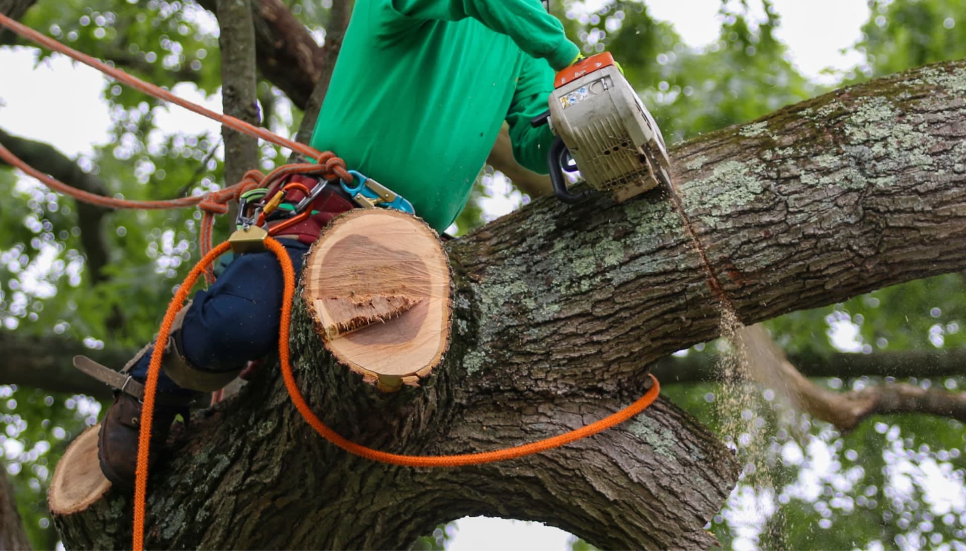 Relax with Canton best tree removal.