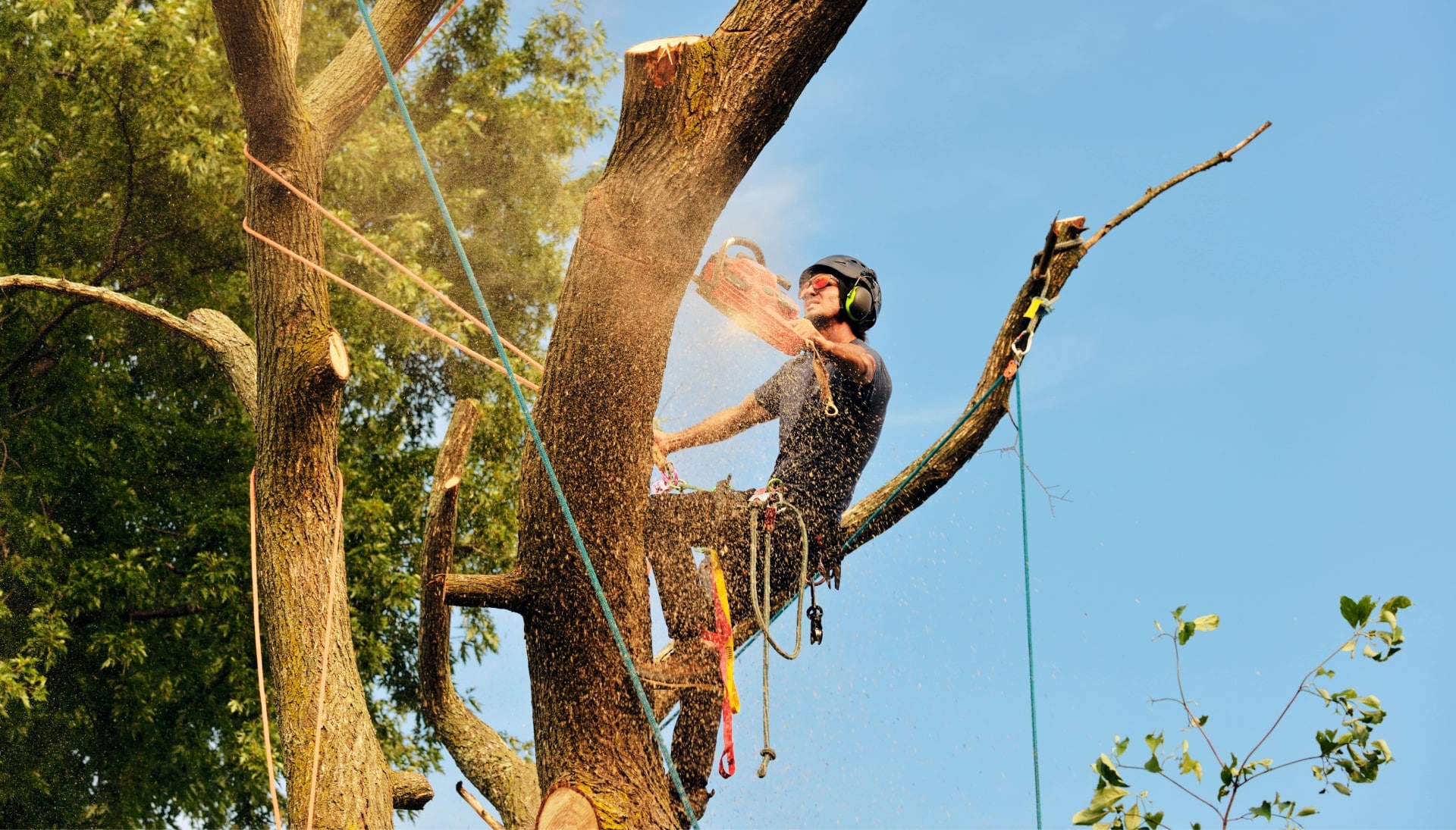 Canton tree removal experts solve tree issues.
