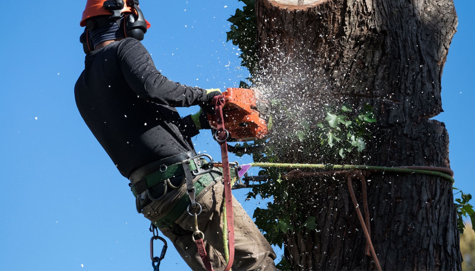 Professional Tree removal solutions in Canton