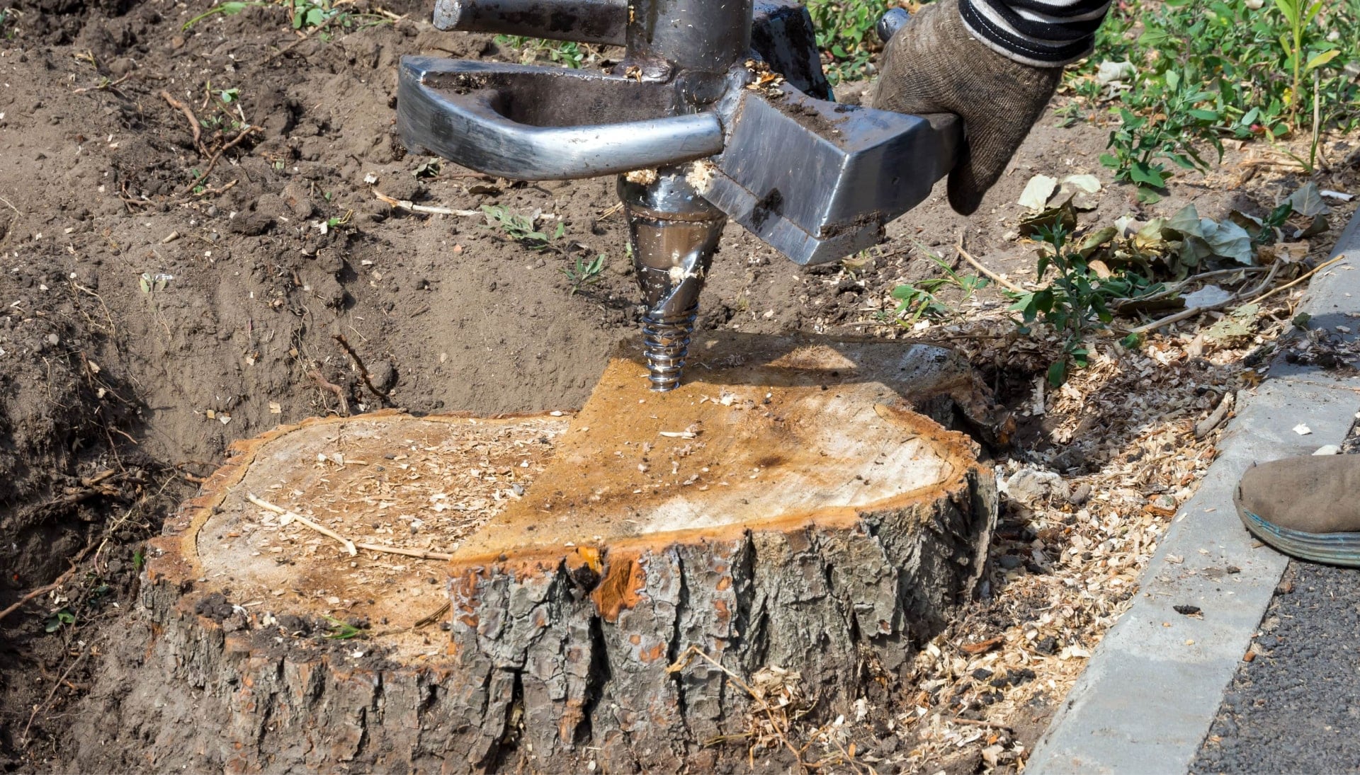 Canton Tree stump removal